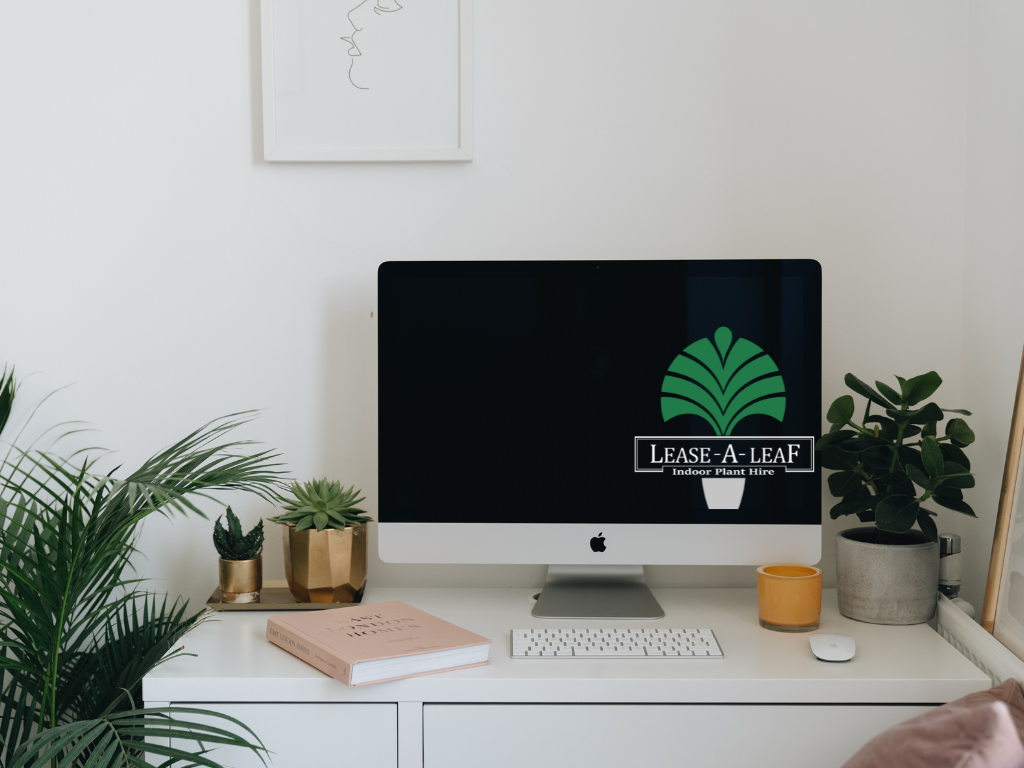 desk top plants
