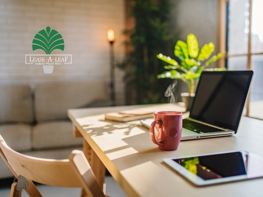 indoor plants hire sydney,