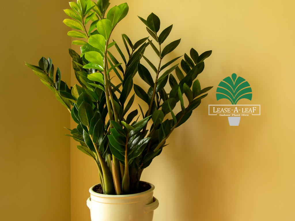 Indoor plant hire