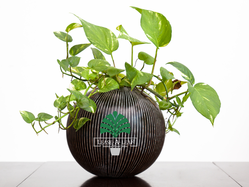 Temporary plant hire