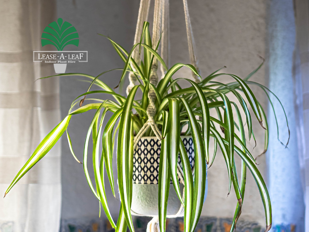 plant rental